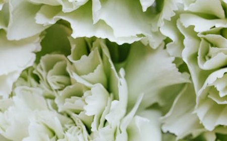 Discover InstaFinsta.com: Anonymous Instagram Story Viewer