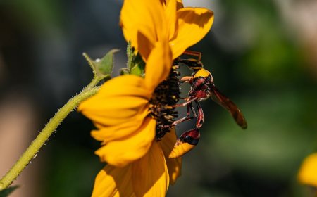 Carpenter Bee vs Bumble Bee: Spot the Differences Easily