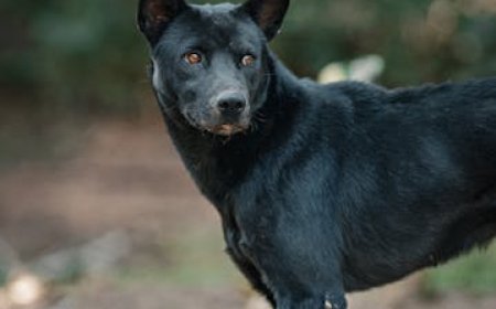 How to Get 100 Free Instagram Followers Fast