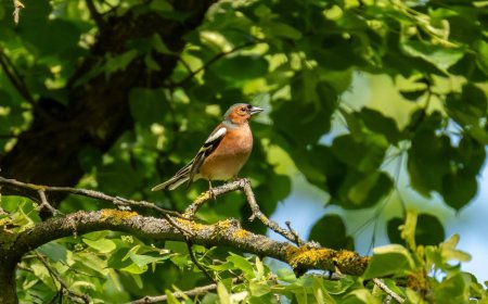 Decoding the X Twitter Outage: Causes and Fixes