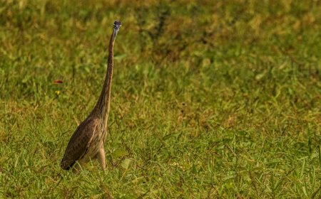 Uncovering Fake Followers on Instagram: Essential Insights