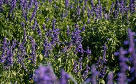 Boost Your Profile with Free Followers Organically