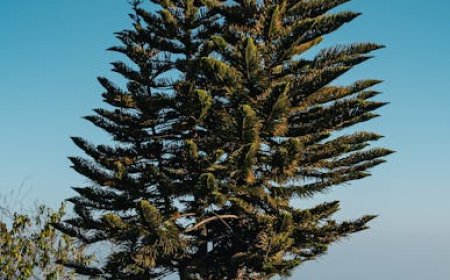 Master Tinder Free Tonight: Score Dates Without Spending