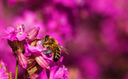 Unlocking the Secrets of Bumble Bee Wings