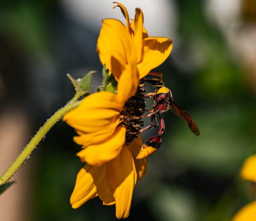 Carpenter Bee vs Bumble Bee: Spot the Differences Easily