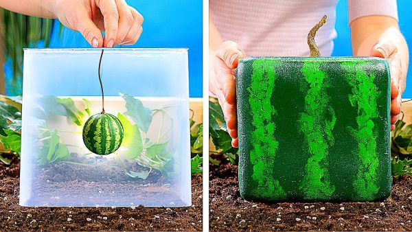 21 AMAZING PLANTS IDEAS DIY Gardening Tricks You Should scaled | AdsMember